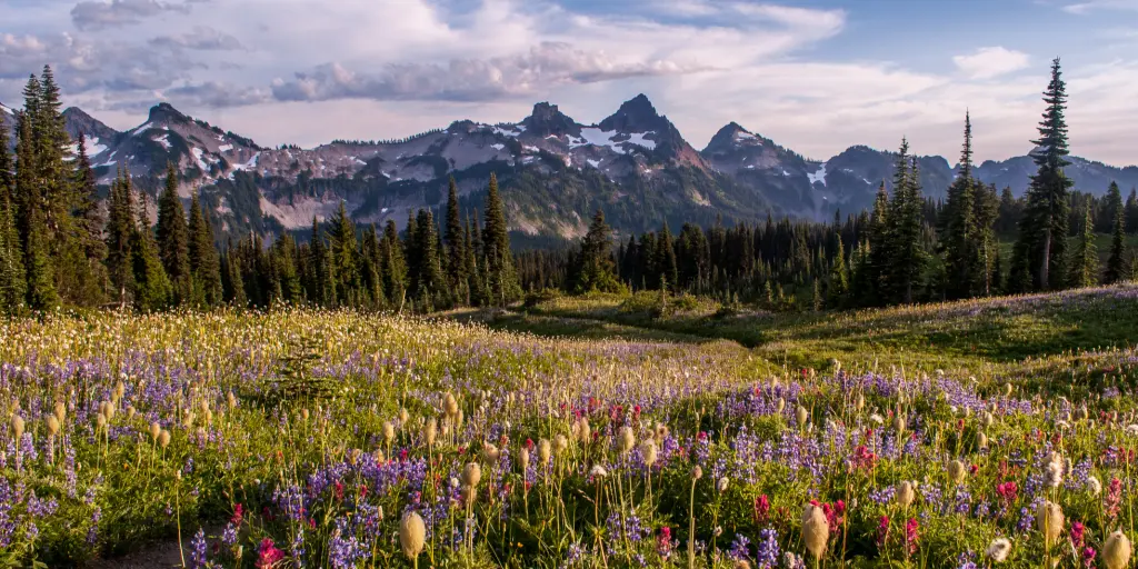 Colourful wildflowers dot a hiking path in Mt Rainier National Park, with peaks in the background