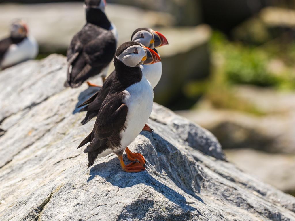 Puffins standing on a grey rock