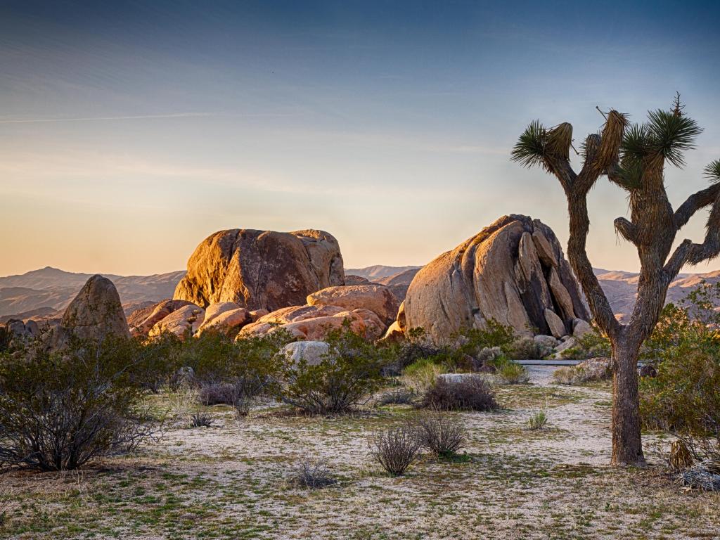 Joshua Tree National Park, California, USA with boulders and Joshua Trees in the foreground, taken just before evening after sunset with grasses in the foreground.