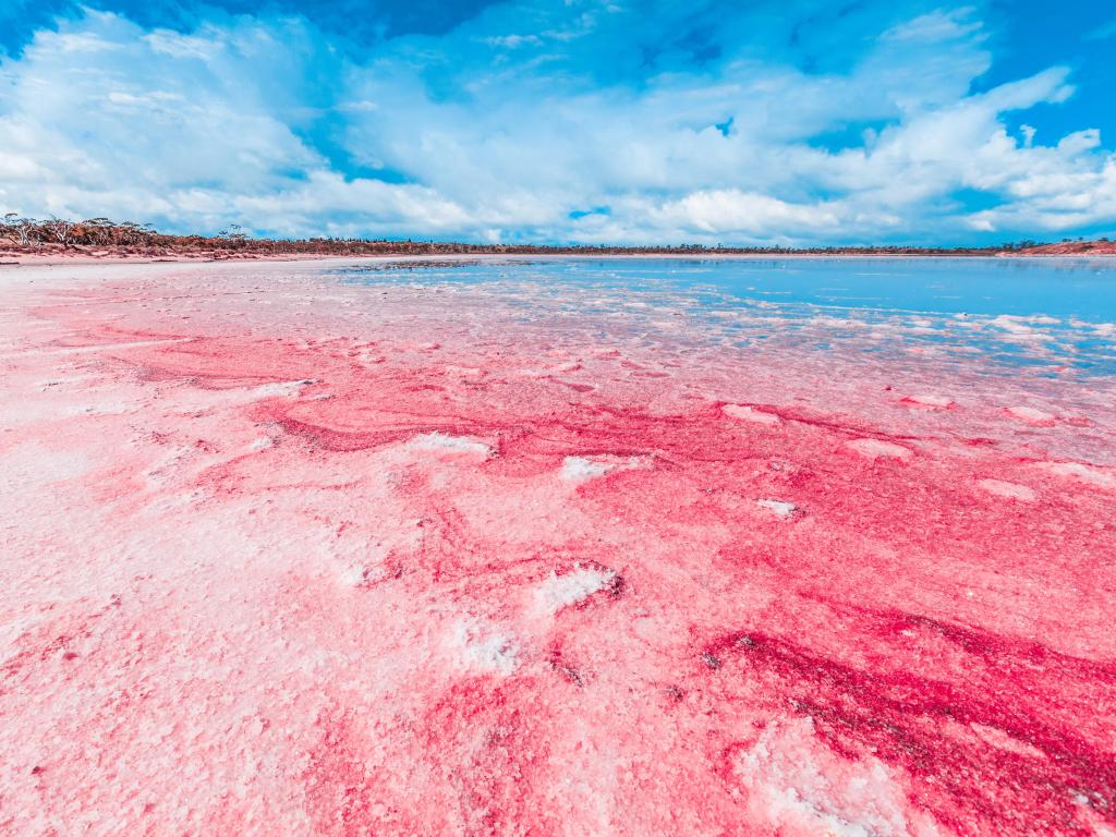 Vivid red Salt deposits on shores of beautiful pink lake in Murray Sunset National Park,
