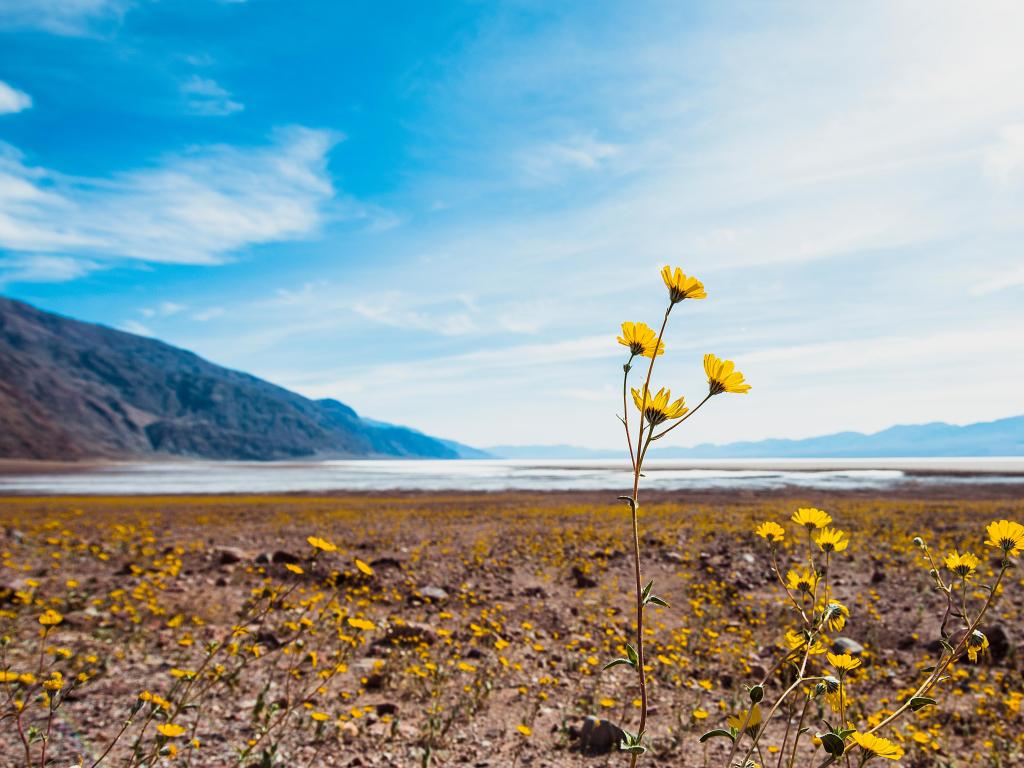 Death Valley National Park, California, USA with a yellow flower in the foreground and desert landscape in the distance.