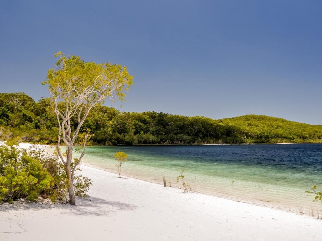Stunning view of Lake McKenzie on Fraser Island, Queensland, Australia, located in the Great Sandy National Park with white sand, trees in the background and clear water.