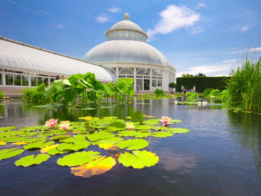  Water Lilly Pond at the conservatory in New York Botanical Garden