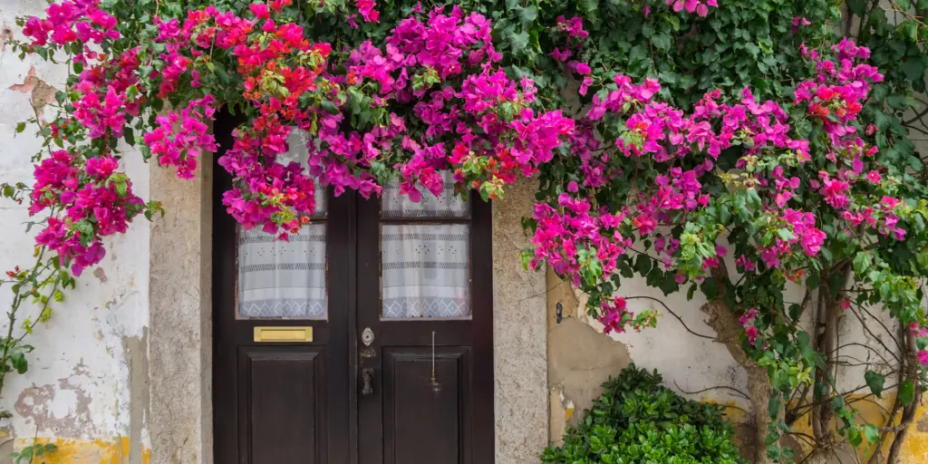 Front door of a house in Obidos covered in pink flowers 