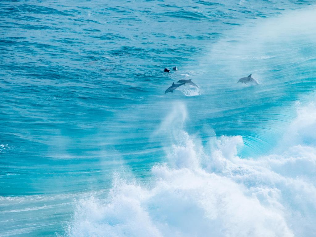Dolphins jumping through breaking waves in bright blue water in sunlight