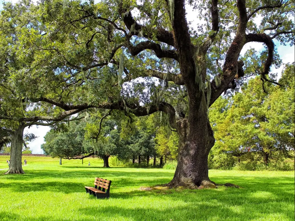 A bench underneath an old oak tree in the Jean Lafitte National Historical Park & Preserve - the battlefield of Battle of New Orleans in 1812