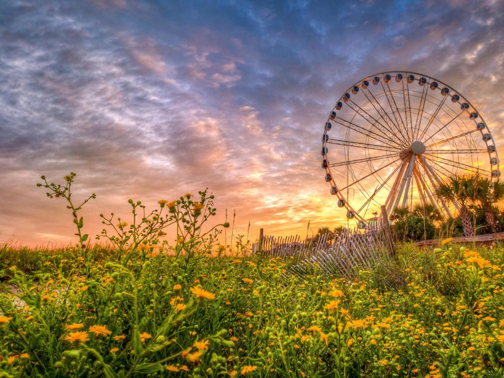 Myrtle Beach, South Carolina, USA with wildflowers in the foreground and taken at sunset along the Boardwalk in Myrtle Beach and the ferris wheel in the background.