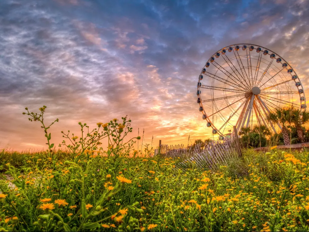Myrtle Beach, South Carolina, USA with wildflowers in the foreground and taken at sunset along the Boardwalk in Myrtle Beach and the ferris wheel in the background.