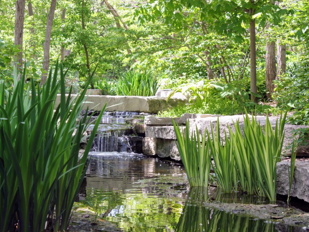 A beautiful and tranquil stream in Lauritzen Gardens in Omaha, surrounded by lush and tall water plants. 