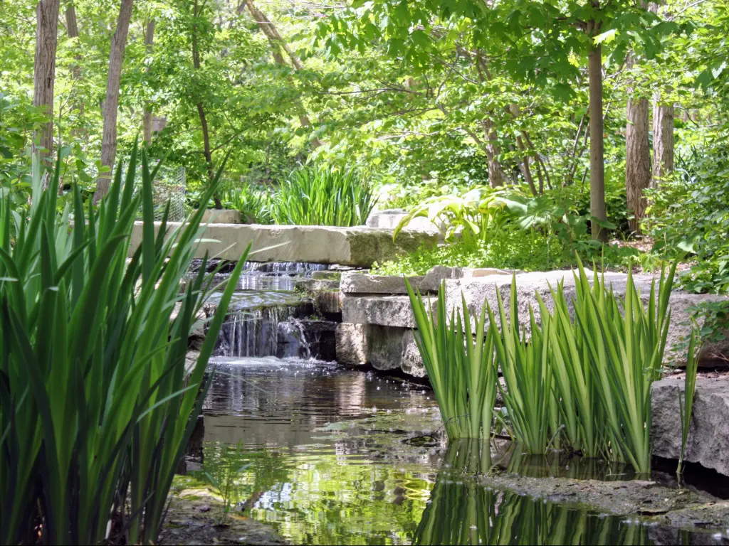A beautiful and tranquil stream in Lauritzen Gardens in Omaha, surrounded by lush and tall water plants. 