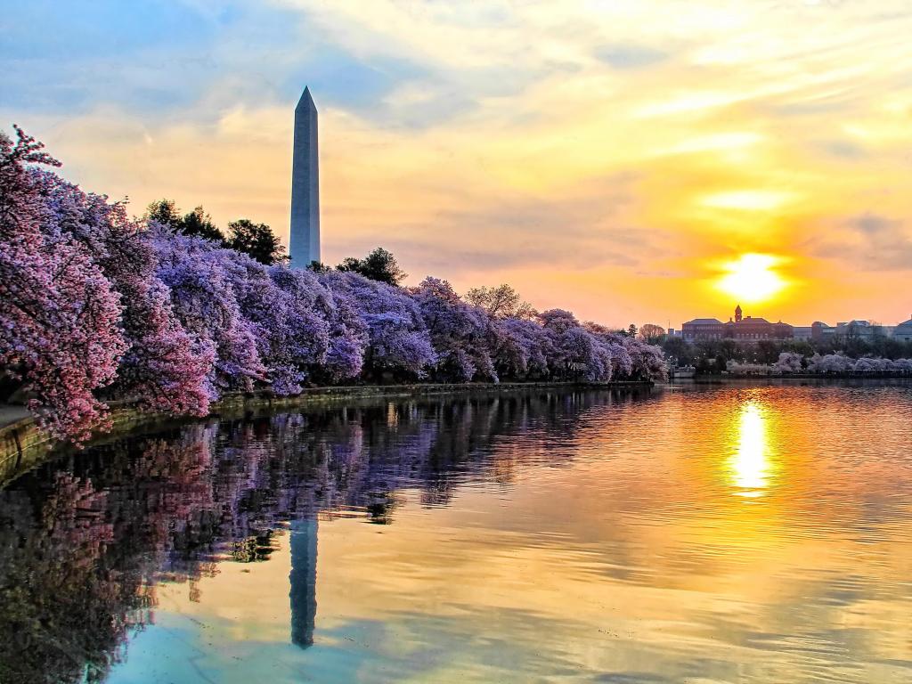 Washington DC, USA taken at sunrise on the Tidal Basin with the Washington Monument at cherry blossom time.