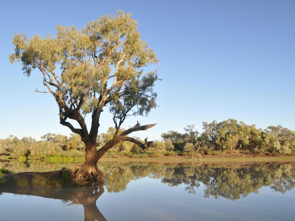 Tree and riverbank reflected in glass-like water of the river