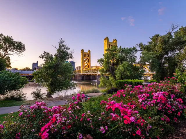 Pink flowers in the dawn light in downtown West Sacramento, with Tower Bridge in the background 