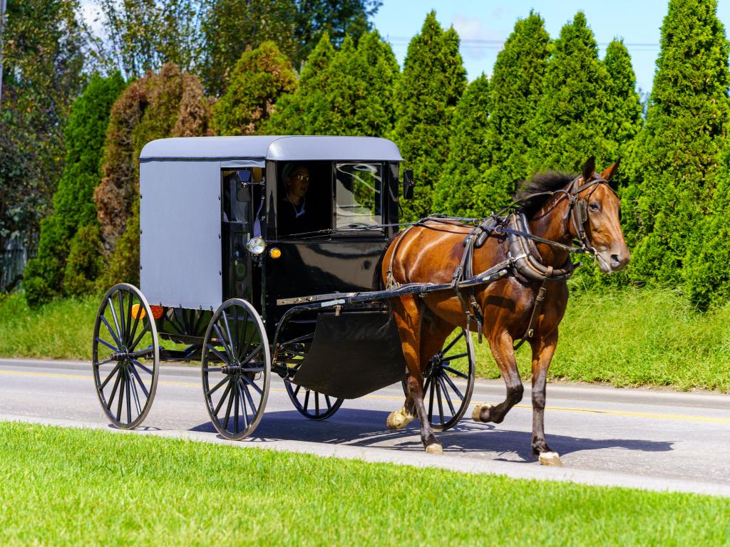 An Amish buggy travels on a rural road in Lancaster County.
