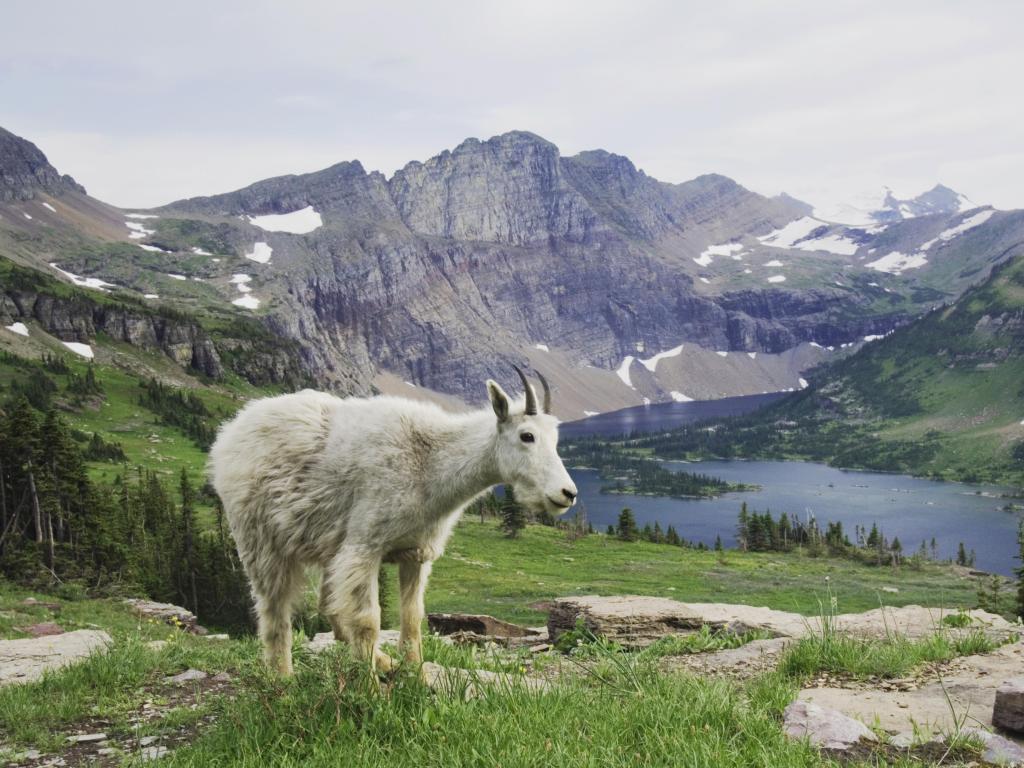 White mountain goat with a lake and mountains in the background