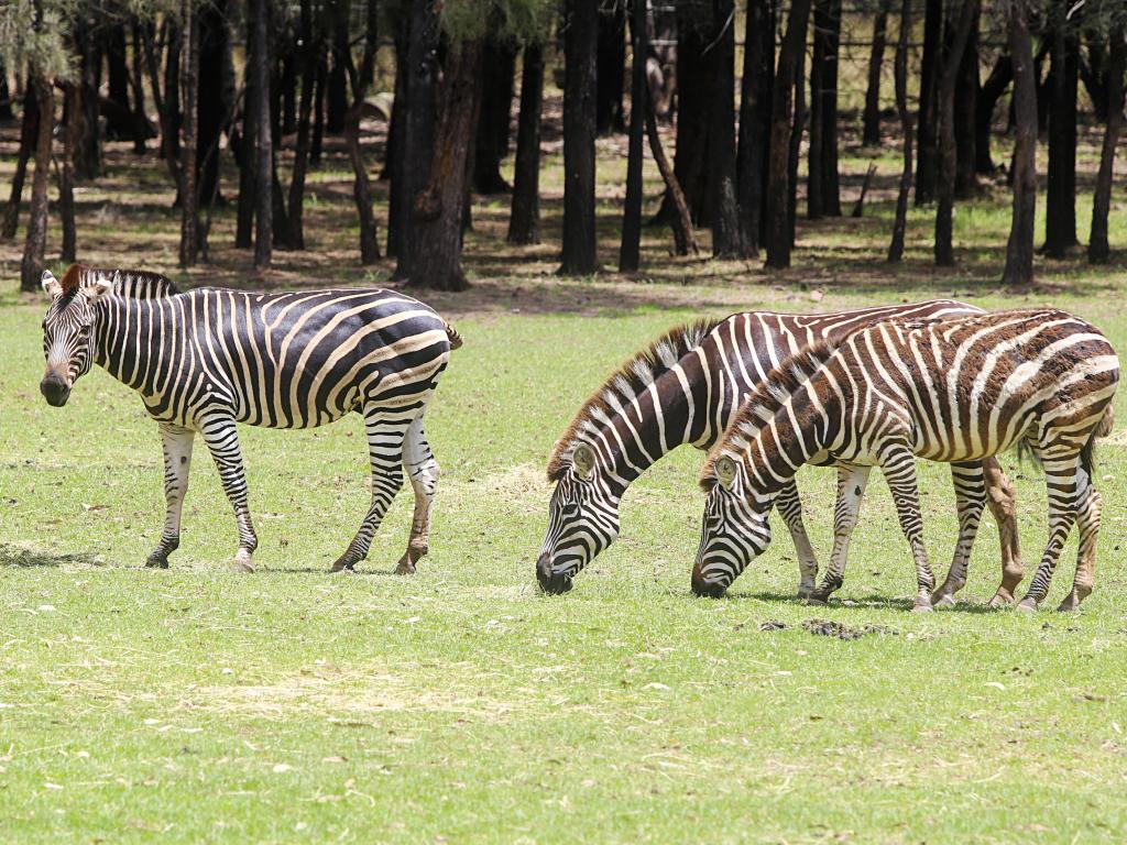 Three zebras grazing on grass in the zoo on a sunny day