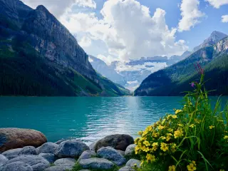 Lake Louise, Banff National Park, Canada with yellow flowers in the foreground and the stunning lake with mountains as the backdrop on a sunny day. 