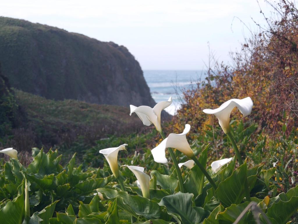 White Cala Lilies with the view of the ocean waves in the background. Photo taken in spring