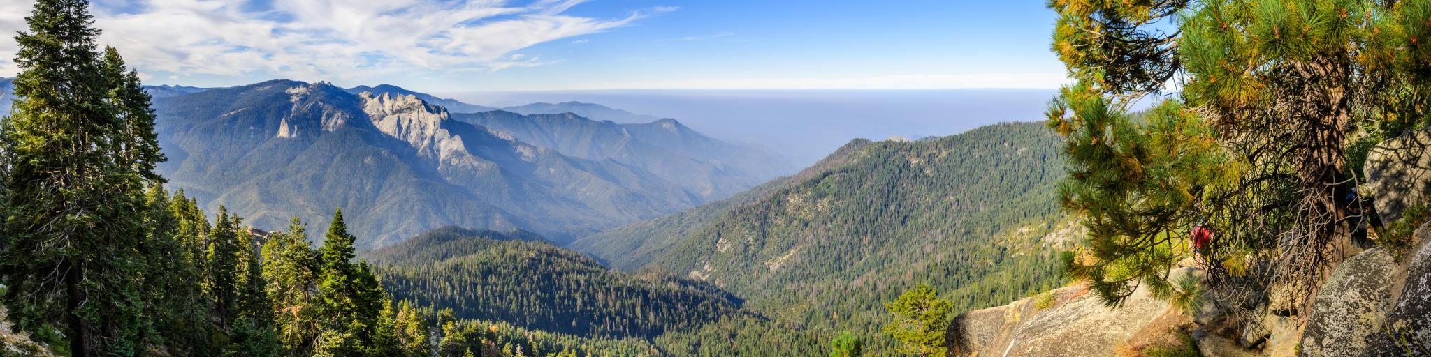 Panoramic shot of Sequoia National Park, with the mountains soaring to the blue sky and towering sequoia trees all around