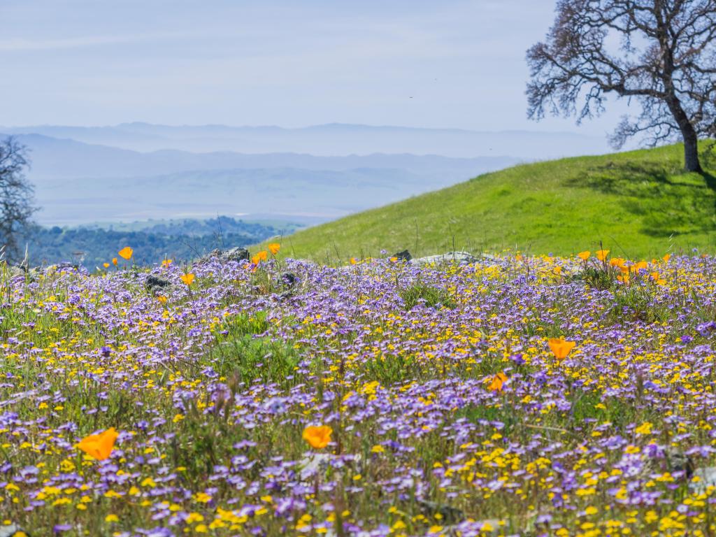 Field of colorful wildflowers in the hills of Henry W. Coe State Park, California