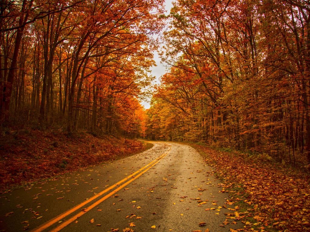 Empty road turns around a corner between trees with red and gold foliage, with leaves scattered all along the roadside