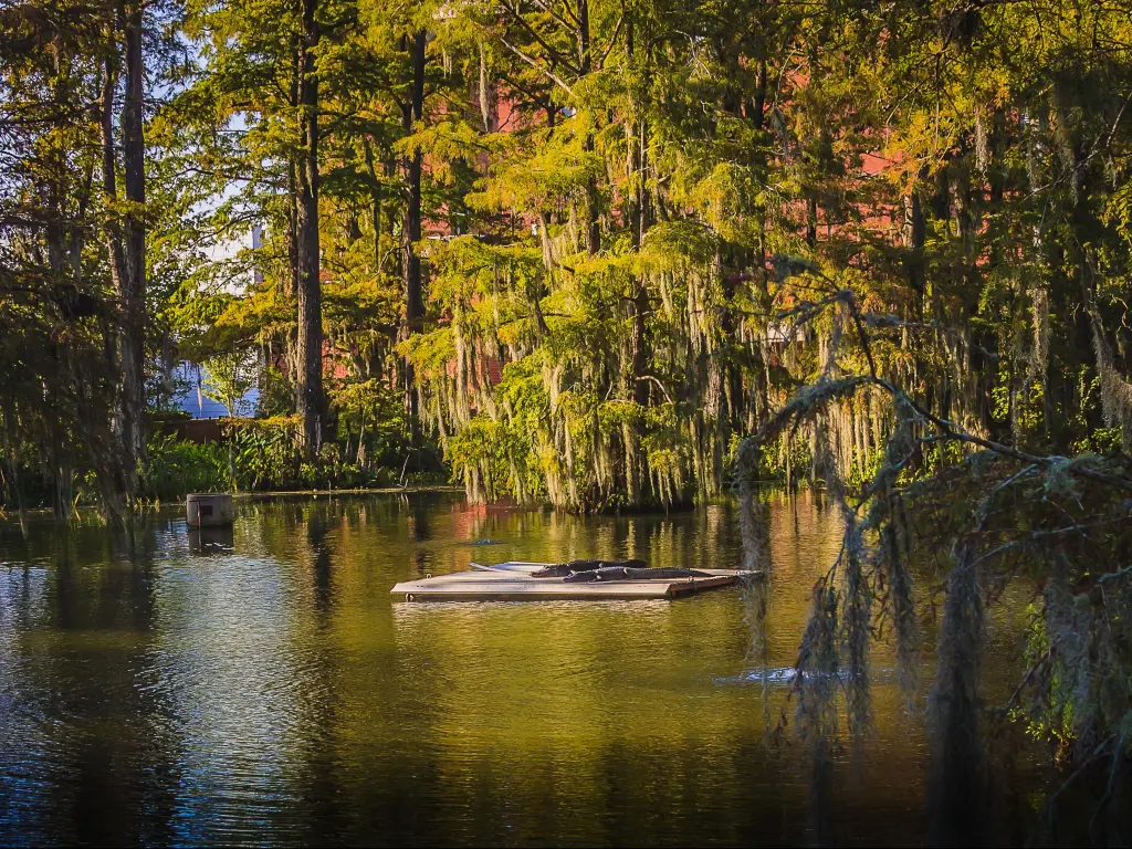 Cypress Lake at Lafayette, Louisiana