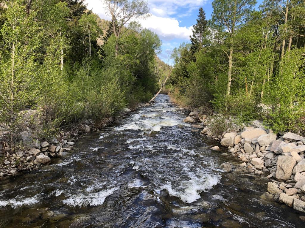 A babbling creek near Buena Vista, Colorado, with shallow water running over rocks, surrounded by tall lush trees, as seen from a hike