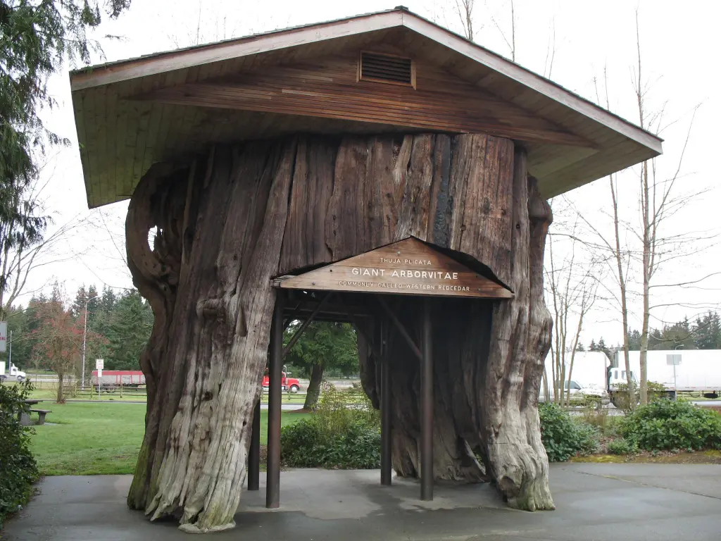 Giant tree stump with a small roof places on it, a tunnel going through it