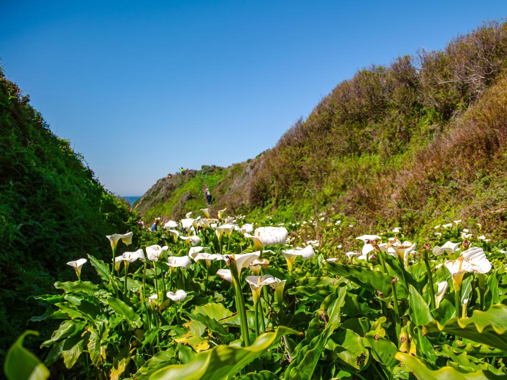 Calla Lily Valley, California, USA with White calla lilies in Big Sur, California on a sunny day.