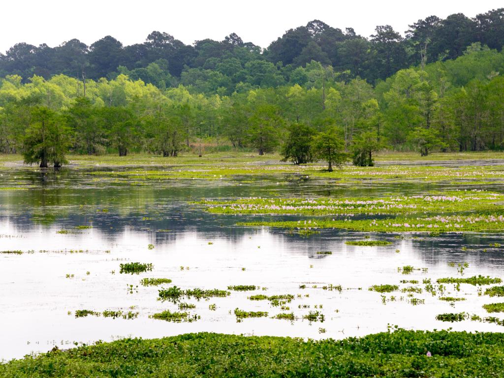 Martin Dies, Jr. State Park, USA with water and greenery in the foreground and trees and a forest in the background. 