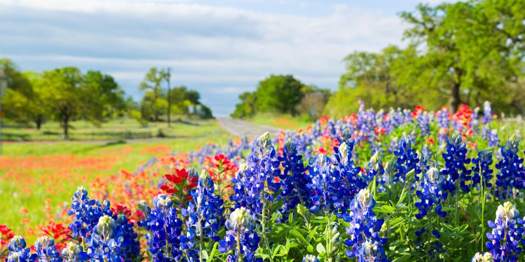 Bluebonnets in Texas Hill Country with a road in the background 