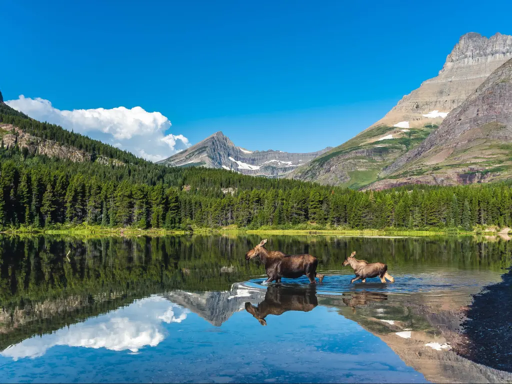 Glacier National Park Wildlife running in a lake with the mountains as the backdrop on a stunningly sunny day