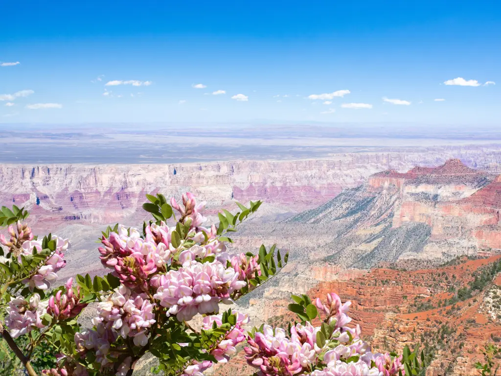 Beautiful mountain scenery in Arizona. Flowers blooming on North Rim, Grand Canyon National Park, Arizona, USA.
