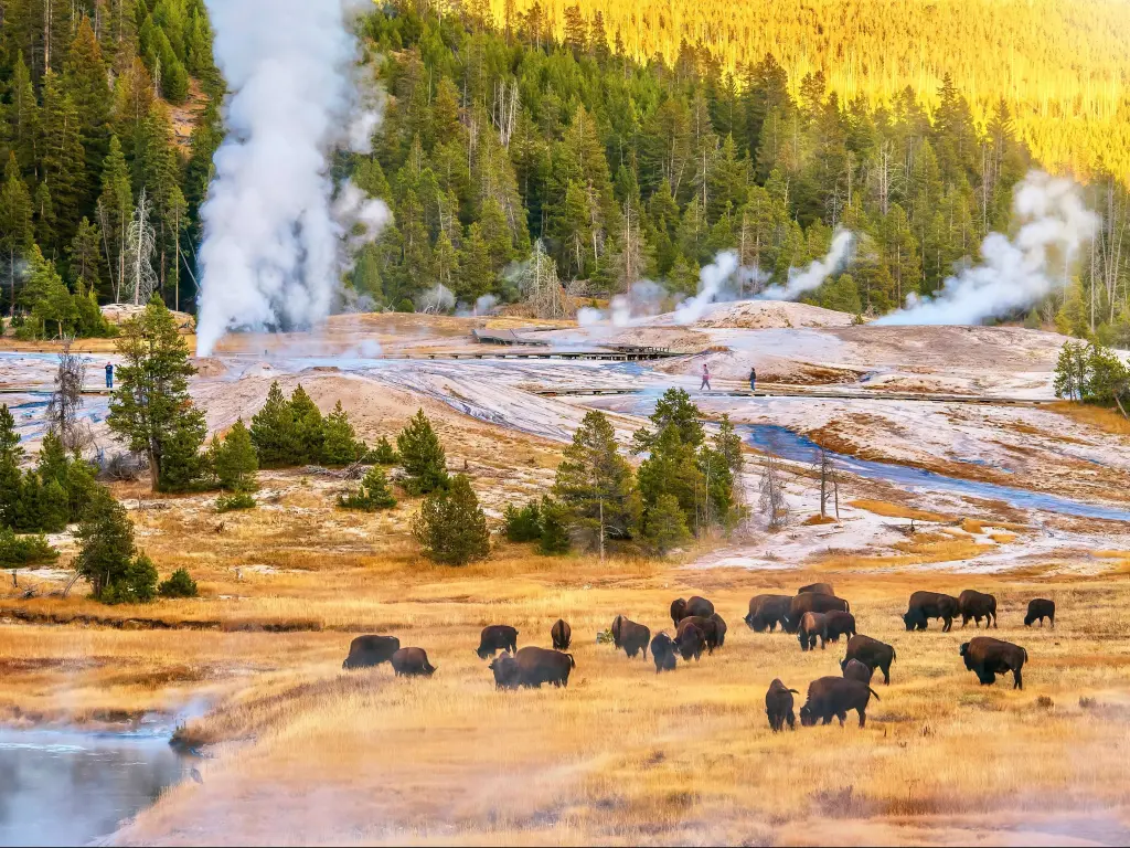 Herd of bison at sunset at the Upper Geyser Basin in Yellowstone National Park
