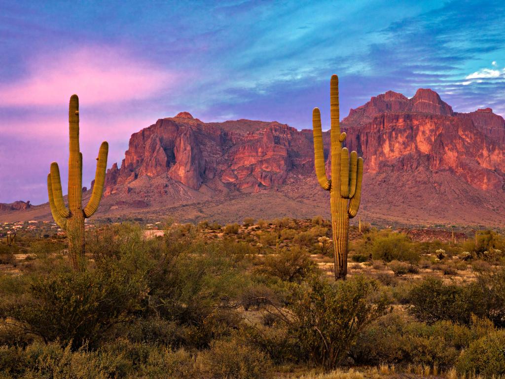 Phoenix, Arizona, USA with Saguaros at sunset in the Sonoran Desert near Phoenix.