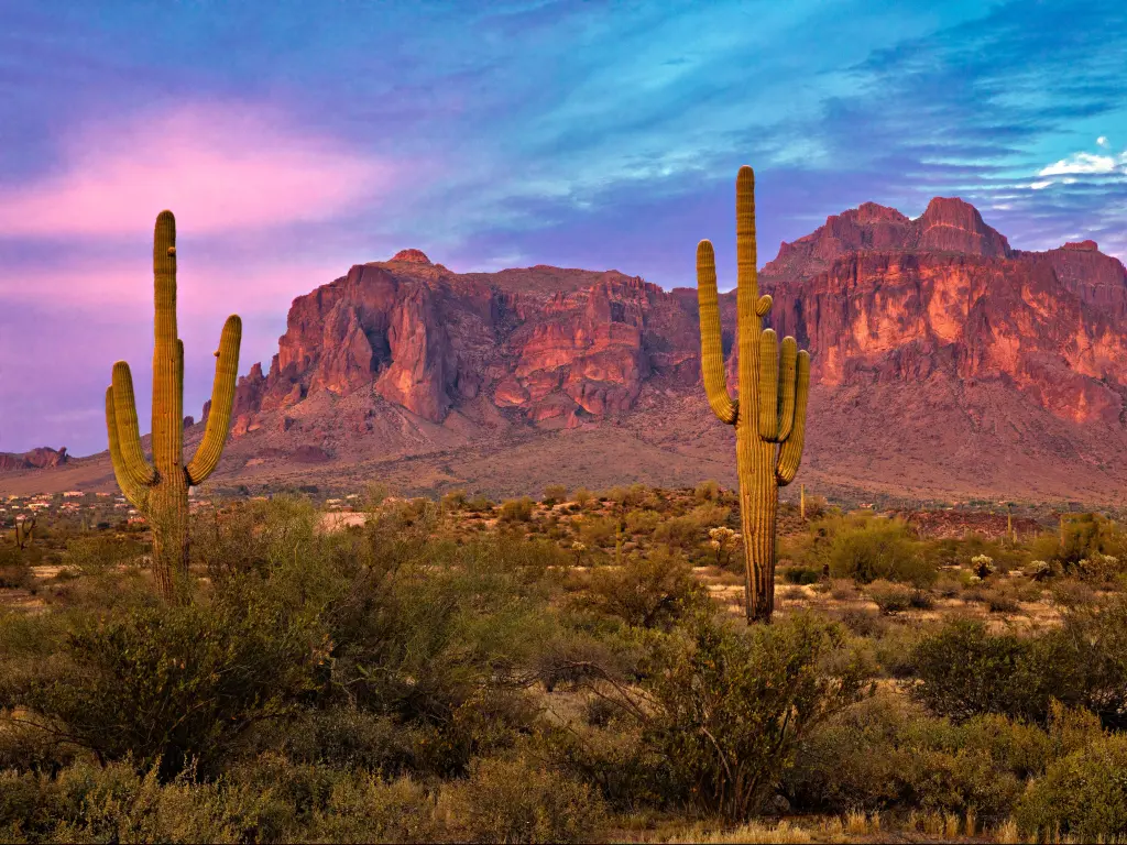 Phoenix, Arizona, USA with Saguaros at sunset in the Sonoran Desert near Phoenix.