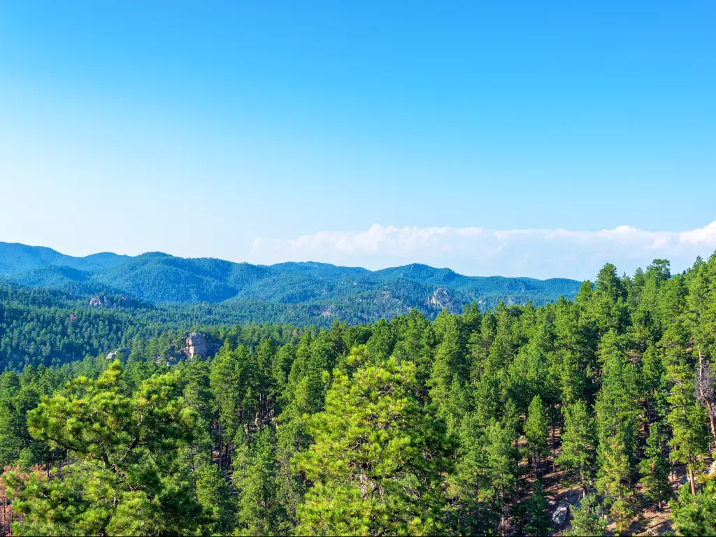 The Black Hills National Forest in South Dakota has a lot more to explore than just Mount Rushmore.