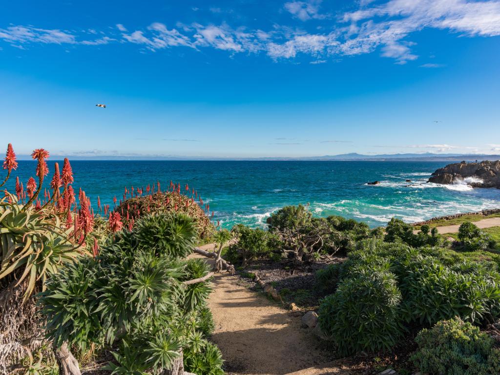 A foot path leads down to the Pacific ocean in Monterey California on a sunny day with flowers in the foreground.