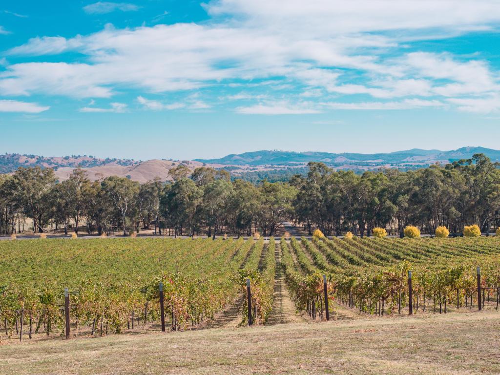 Vineyard with neat rows of vines with orange-sloped hills stretching away in the background