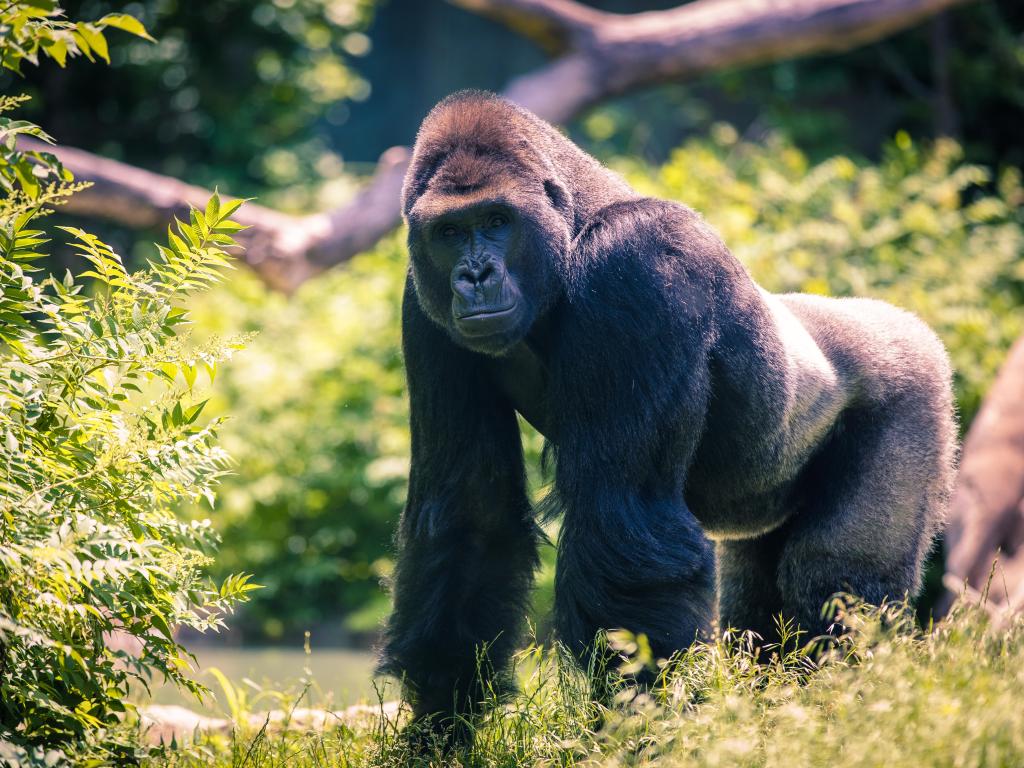 A majestic Silverback Gorilla at Omaha's Henry Doorly Zoo