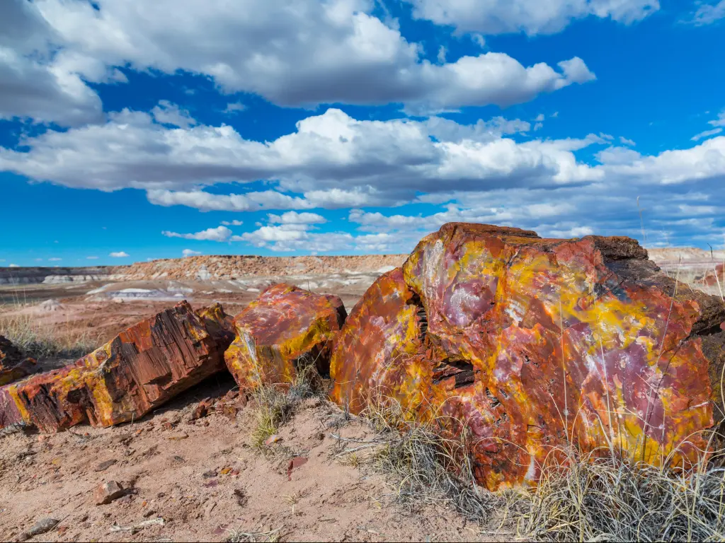 Petrified wood at the badlands of the Petrified Forest National Park in Arizona state of the United States of America.