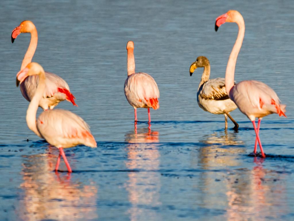 Flamingos in Delta de Ebro natural park, Tarragona, Catalonia, Spain