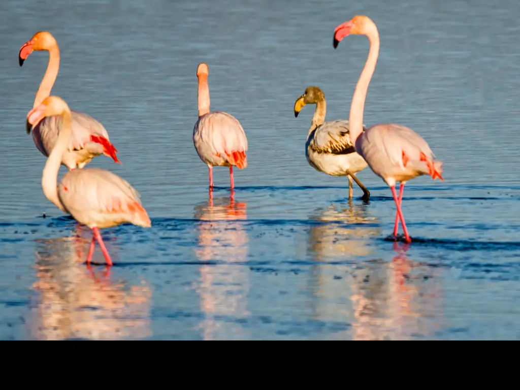Flamingos in Delta de Ebro natural park, Tarragona, Catalonia, Spain