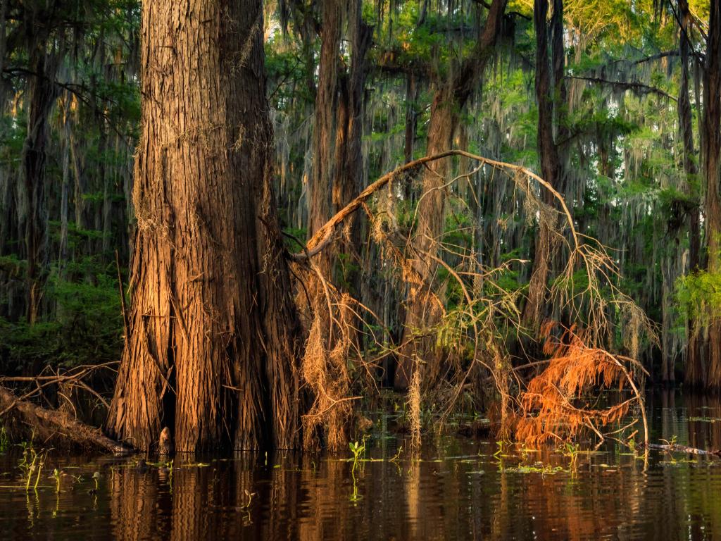 Caddo Lake, Texas, USA just prior to sunset with golden hour light on bald cypress trees.