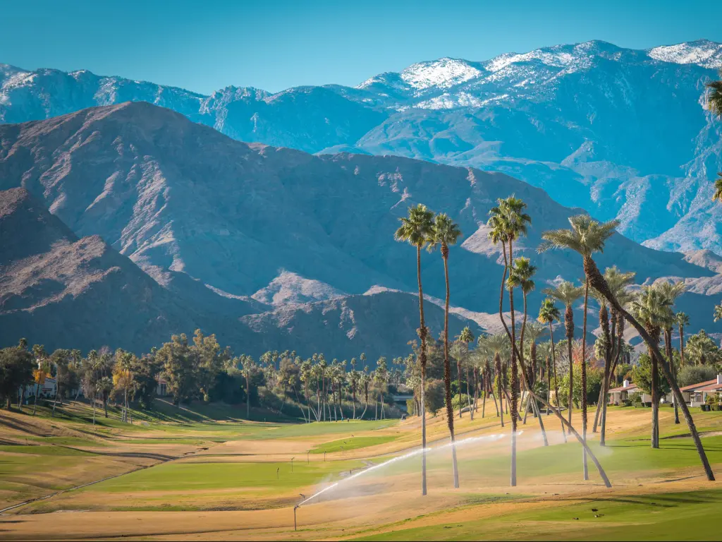 Palm Springs in winter, with snow capped mountains behind tall palm trees and manicured lawn in the foreground