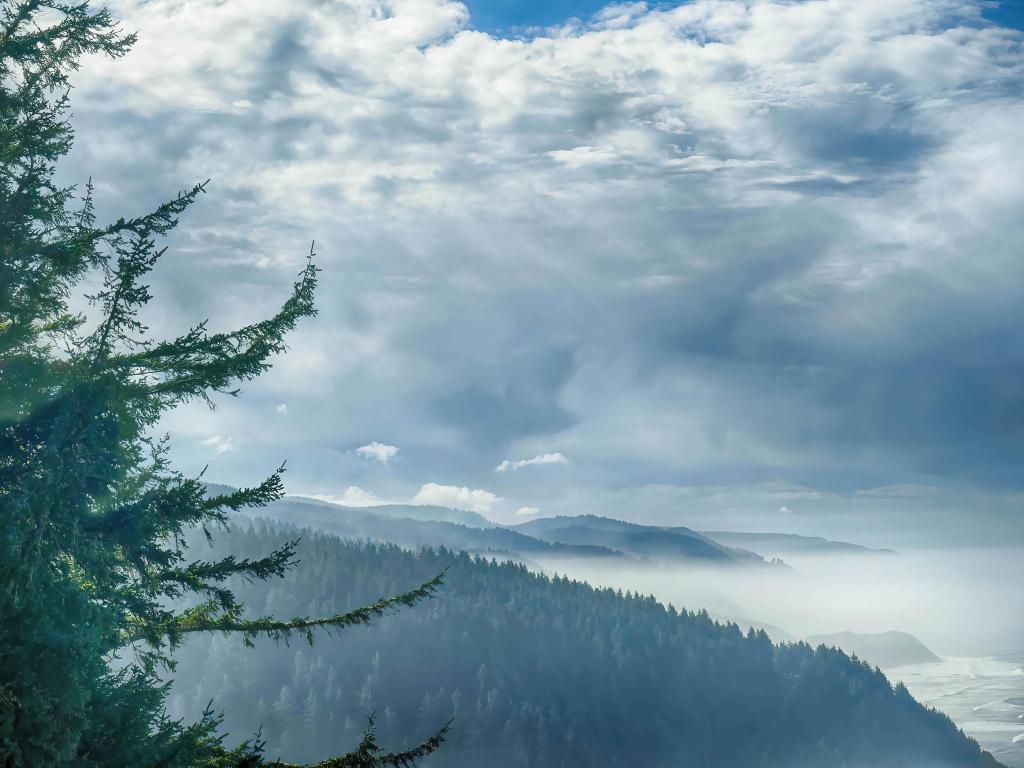 Rugged coast, pine forests, cliffs running into the pacific, misty