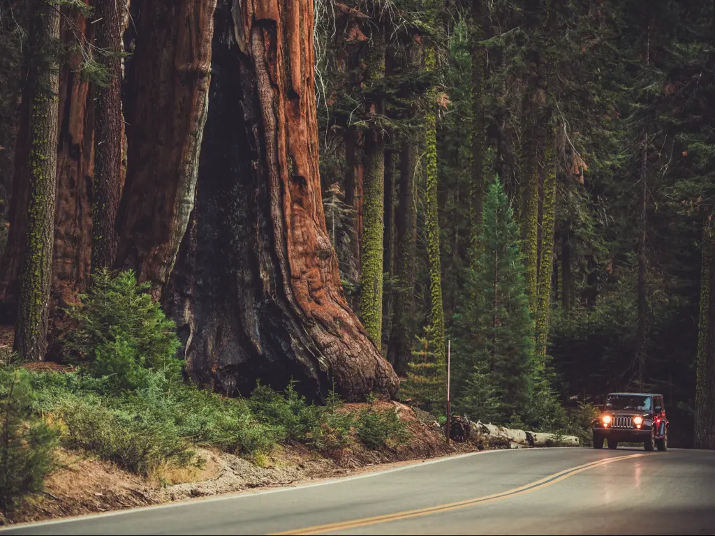  A giant Sequoia tree and a car driving along Sequoia National Park.