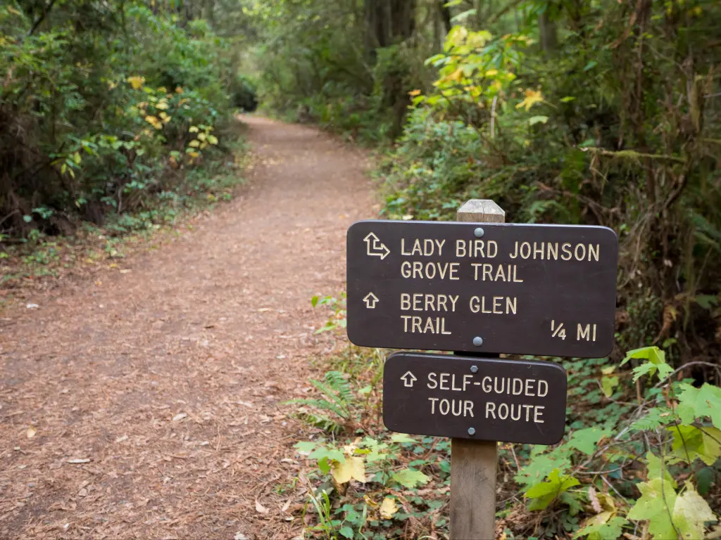 Signage for Lady Bird Johnson Grove Trail passing through the lush woodlands and towering trees, California