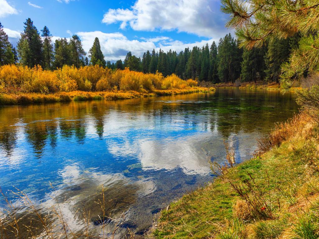 Klamath County, Oregon, USA with fall colors along the Williamson River  with trees in the distance on a sunny day.