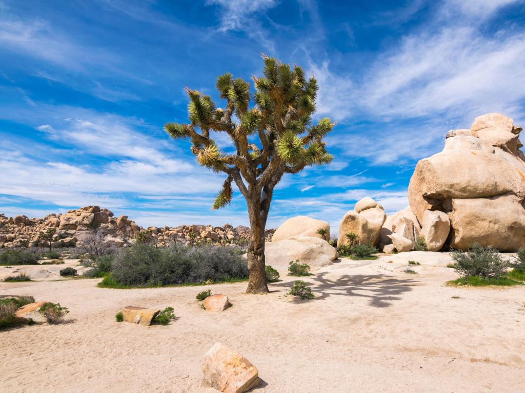 Joshua Trees in Joshua Tree National Park, Riverside County and San Bernardino County, California, USA on a sunny day.